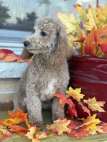 Purple , a female Miniature Goldendoodle for sale in Theresa, WI – 3 of 4