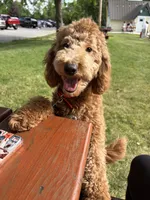 Marty, a male Goldendoodle for sale in Theresa, WI – 2 of 5