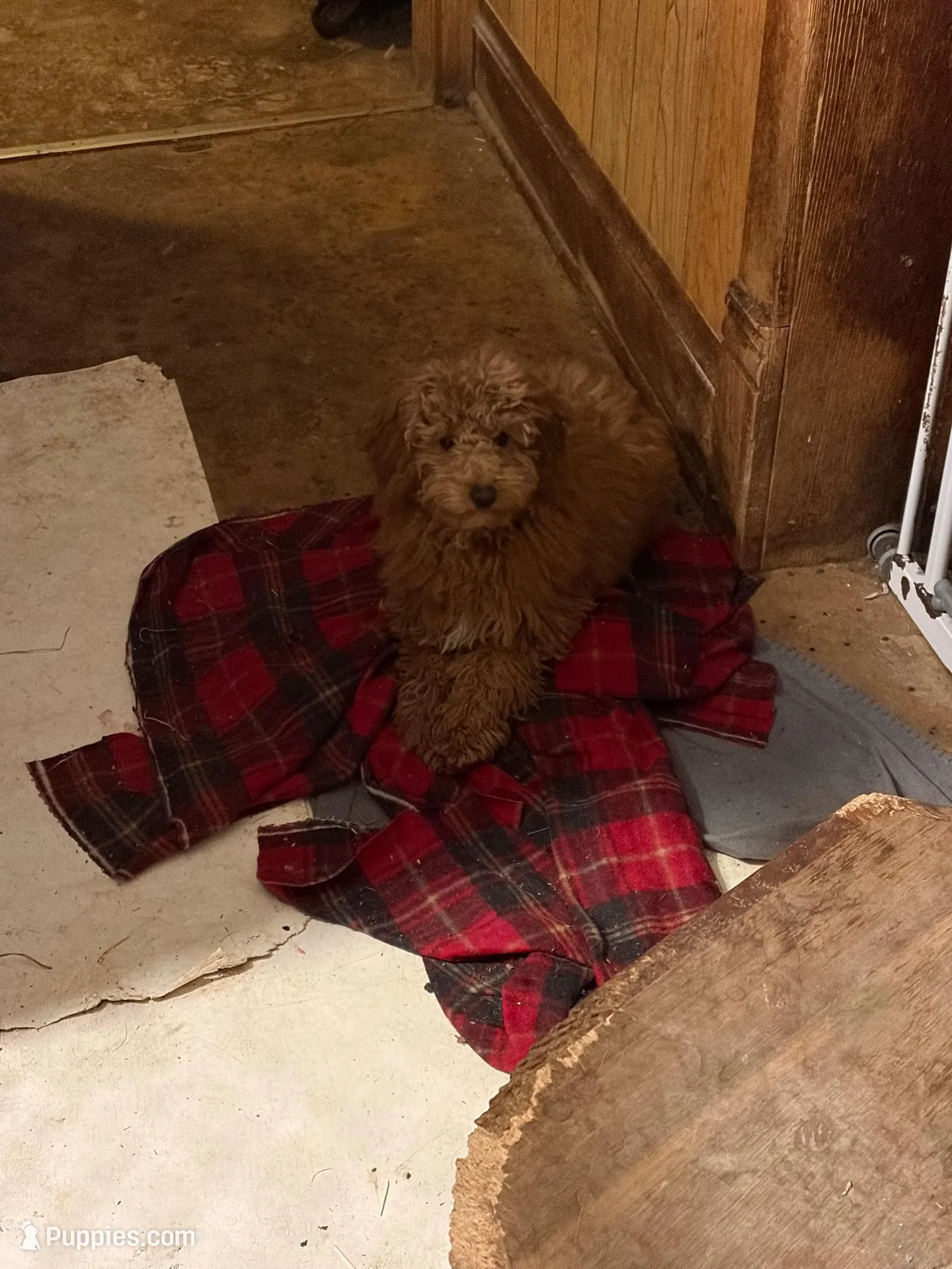 Molly, a male Goldendoodle for sale in Theresa, WI – Photo 2 of 5