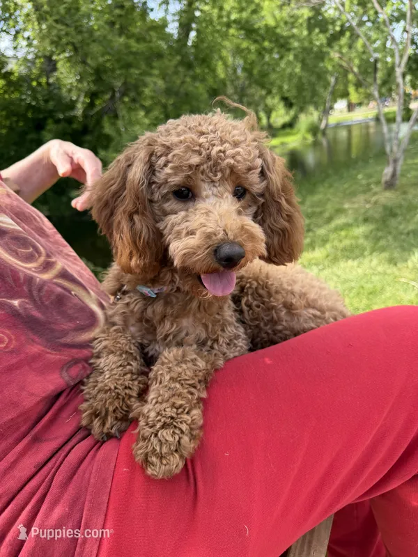 Molly – Goldendoodle puppy for sale in Theresa, WI