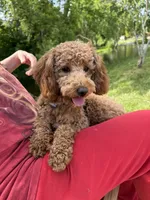 Molly, a female Goldendoodle for sale in Theresa, WI – 1 of 6