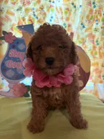 Pink , a female Miniature Goldendoodle for sale in Theresa, WI – 3 of 3