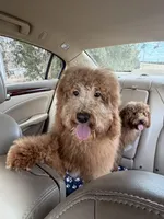 Marty, a male Goldendoodle for sale in Theresa, WI – Photo 3 of 4