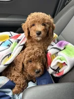 Marty, a male Goldendoodle for sale in Theresa, WI – Photo 4 of 4