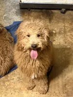 Marty, a male Goldendoodle for sale in Theresa, WI – Photo 1 of 4