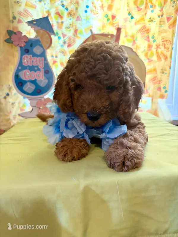 Blue – Miniature Goldendoodle puppy for sale in Theresa, WI
