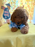 Blue, a male Miniature Goldendoodle for sale in Theresa, WI – 1 of 3