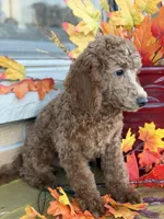 Yellow, a male Miniature Goldendoodle for sale in Theresa, WI – 3 of 4