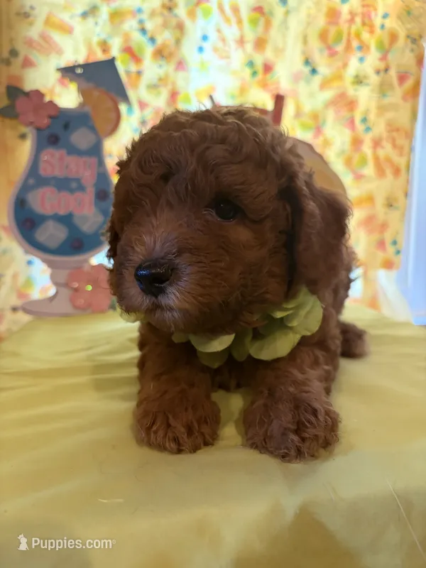 Green – Miniature Goldendoodle puppy for sale in Theresa, WI