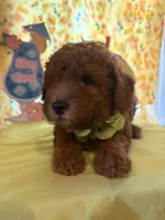 Green, a male Miniature Goldendoodle for sale in Theresa, WI – 1 of 1
