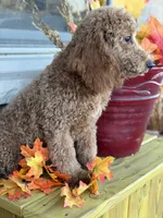 Green, a male Miniature Goldendoodle for sale in Theresa, WI – 3 of 4
