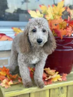 Purple , a female Miniature Goldendoodle for sale in Theresa, WI – 2 of 4