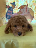 Purple , a female Miniature Goldendoodle for sale in Theresa, WI – 3 of 3