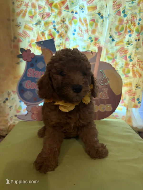 Yellow – Miniature Goldendoodle puppy for sale in Theresa, WI