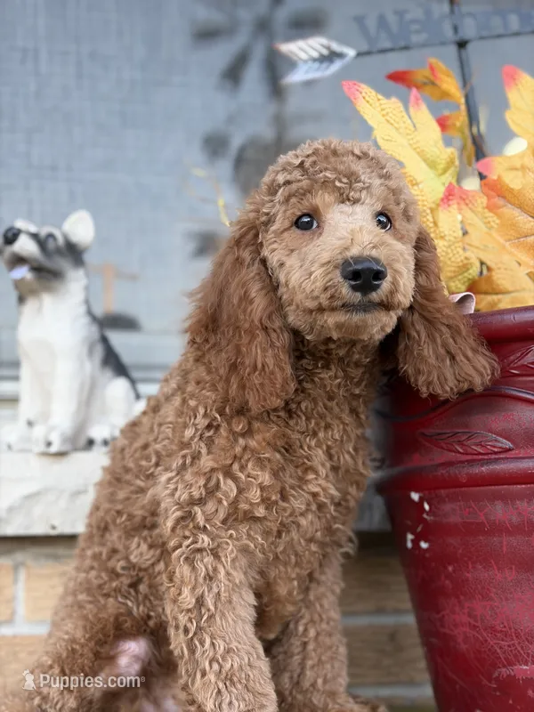 Blue – Miniature Goldendoodle puppy for sale in Theresa, WI