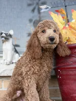 Blue, a male Miniature Goldendoodle for sale in Theresa, WI – 1 of 4