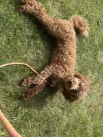 Molly, a female Goldendoodle for sale in Theresa, WI – 2 of 6