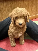 Molly, a male Goldendoodle for sale in Theresa, WI – Photo 3 of 5