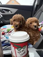 Molly, a male Goldendoodle for sale in Theresa, WI – Photo 4 of 5