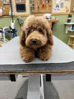 Molly, a male Goldendoodle for sale in Theresa, WI – Photo 1 of 5