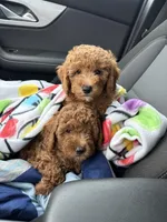 Molly, a male Goldendoodle for sale in Theresa, WI – Photo 5 of 5