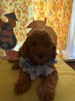 Blue, a male Miniature Goldendoodle for sale in Theresa, WI – 2 of 3