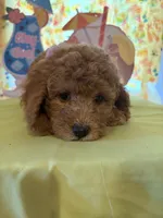 Purple , a female Miniature Goldendoodle for sale in Theresa, WI – 2 of 3