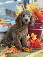 Yellow, a male Miniature Goldendoodle for sale in Theresa, WI – 2 of 4