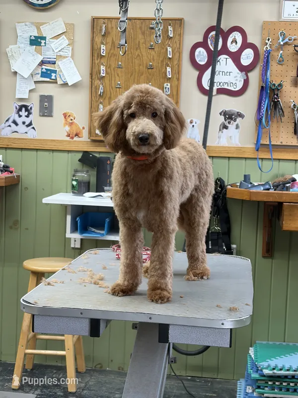 Marty – Goldendoodle puppy for sale in Theresa, WI