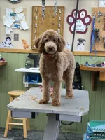 Marty, a male Goldendoodle for sale in Theresa, WI – 4 of 5