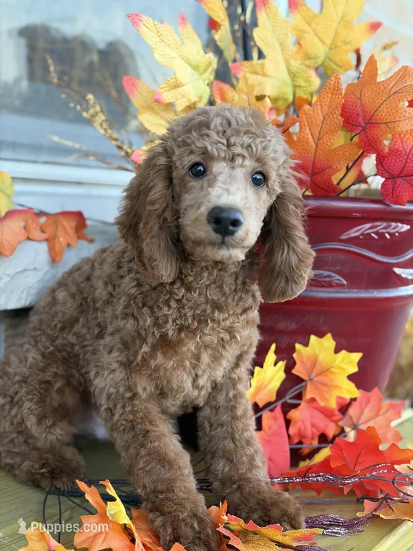 Yellow – Miniature Goldendoodle puppy for sale in Theresa, WI