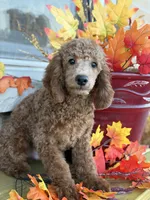 Yellow, a male Miniature Goldendoodle for sale in Theresa, WI – 1 of 4