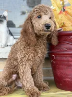 Blue, a male Miniature Goldendoodle for sale in Theresa, WI – 2 of 4