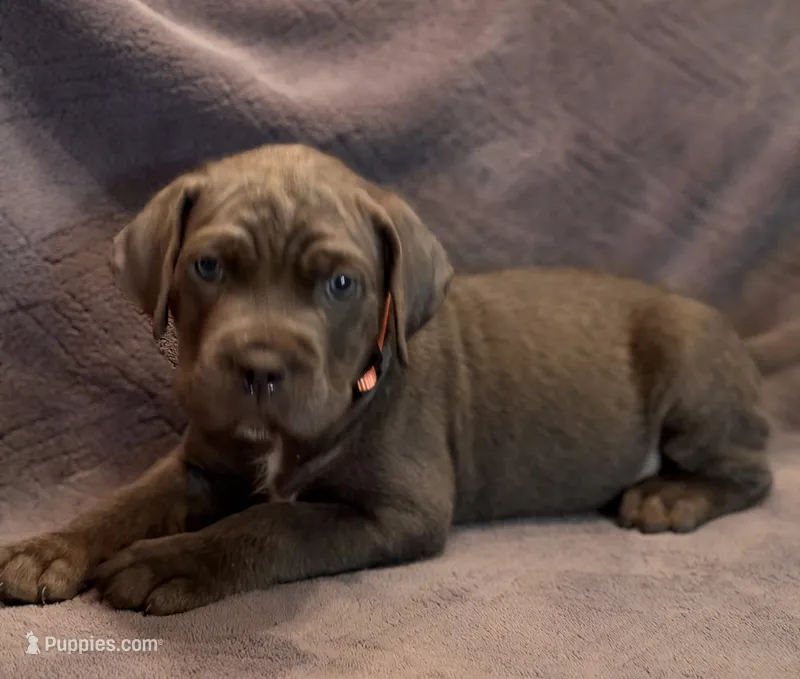Phoenix  – Cane Corso puppy for sale in Dumfries, VA