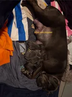 Thanos, a male Cane Corso for sale in Dumfries, VA – 7 of 9