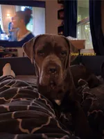 Storm, a female Cane Corso for sale in Dumfries, VA – 4 of 9