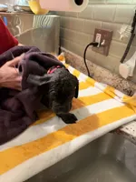 Hela, a female Cane Corso for sale in Dumfries, VA – 8 of 9