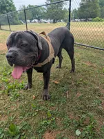 Galactus , a male Cane Corso for sale in Dumfries, VA – 6 of 9