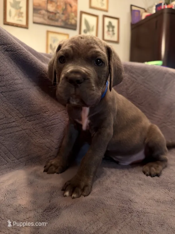 Thanos – Cane Corso puppy for sale in Dumfries, VA