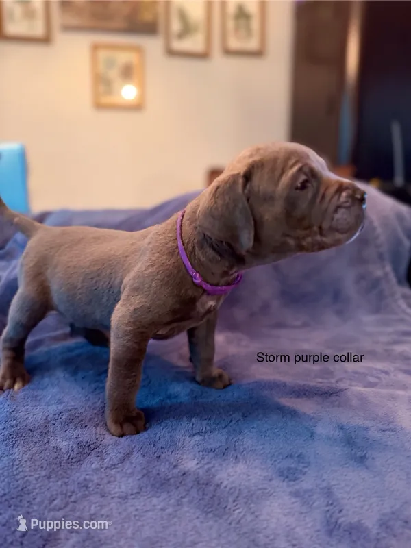 Storm – Cane Corso puppy for sale in Dumfries, VA