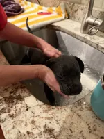 Eternity , a male Cane Corso for sale in Dumfries, VA – 10 of 10