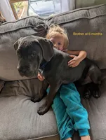 Galactus , a male Cane Corso for sale in Dumfries, VA – 4 of 9