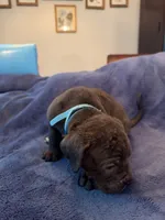 Eternity , a male Cane Corso for sale in Dumfries, VA – 7 of 10