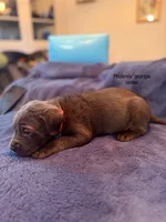 Phoenix , a male Cane Corso for sale in Dumfries, VA – 1 of 9
