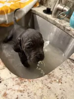 Storm, a female Cane Corso for sale in Dumfries, VA – 8 of 9