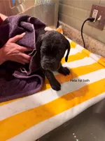 Hela, a female Cane Corso for sale in Dumfries, VA – 6 of 9