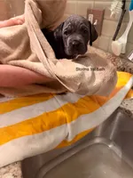 Storm, a female Cane Corso for sale in Dumfries, VA – 7 of 9