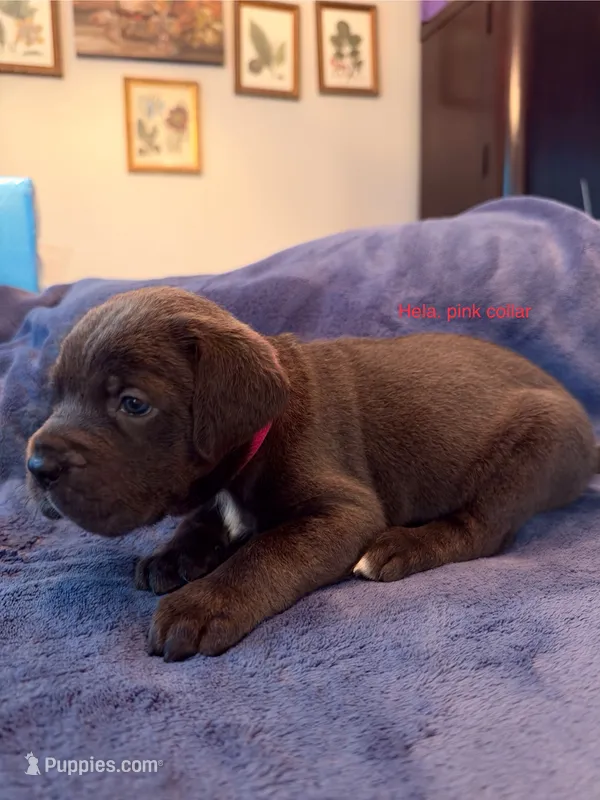 Hela – Cane Corso puppy for sale in Dumfries, VA