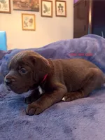 Hela, a female Cane Corso for sale in Dumfries, VA – 1 of 9
