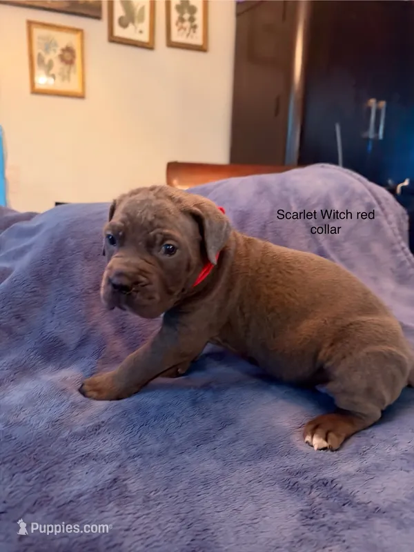 Scarlet Witch  – Cane Corso puppy for sale in Dumfries, VA